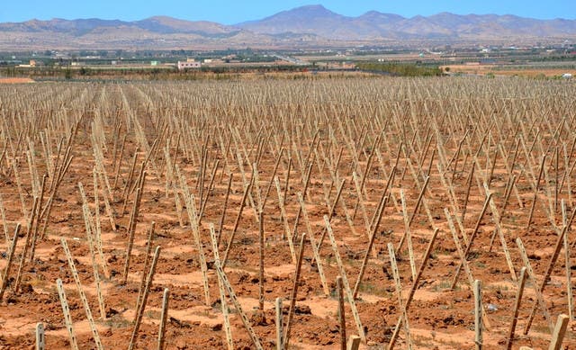 الناظور .. الجفاف يدمر 80% من الضيعات الفلاحية وأصحابها يطالبون بالتدخل