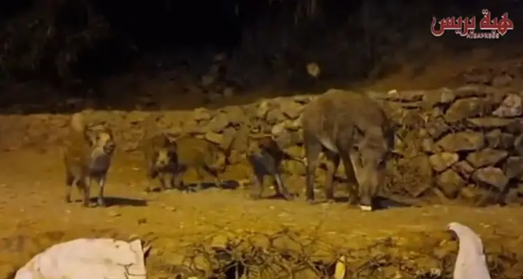 تزامنا مع عطلة الصيف.. الخنازير البرية تتجول بحرية في شوارع المضيق