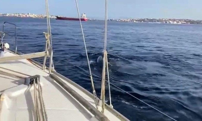 سرب من حيتان الأوركا يهاجم قاربا سياحيا قبالة سواحل سبتة المحتلة