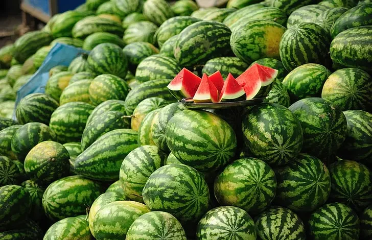 سوس : تضرر 2500 هكتار من زراعة البطيخ ” الأحمر ” ومطالب بتدخل الوزارة