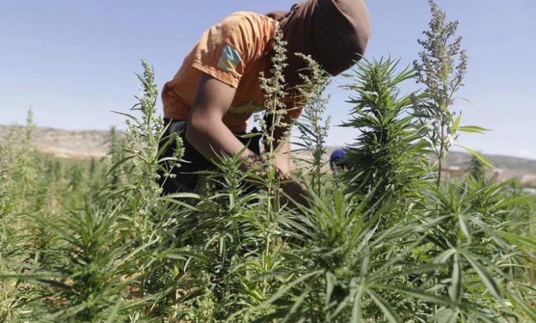 “الأحرار” ينوه بالعفو الملكي على المدانين والمتابعين في قضايا متعلقة بزراعة القنب الهندي