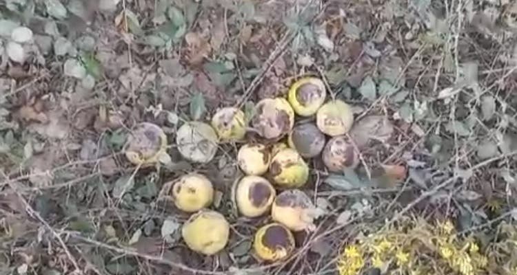 بعد مقال هبة بريس … تحقيق إداري يشد الخناق على مقالع الموت بتطوان (فيديو)