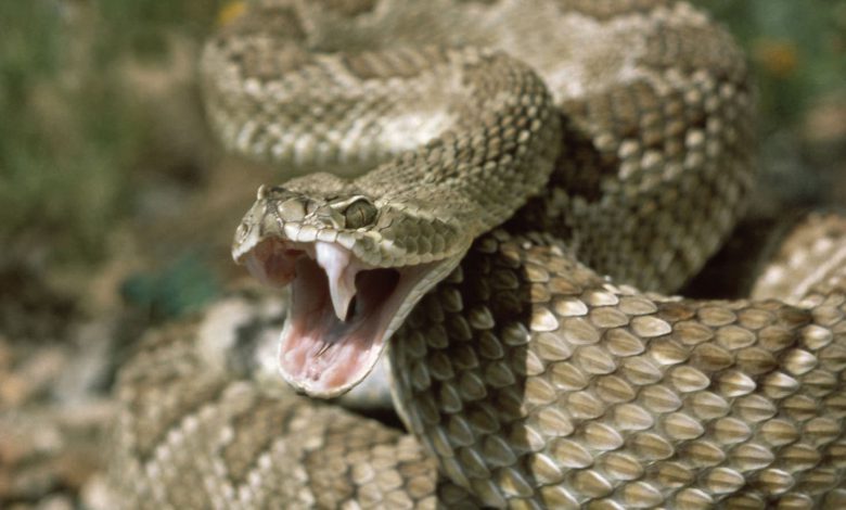 طاطا : إسافن.. لدغة أفعى ترسل امرأة إلى مستعجلات المستشفى الجهوي