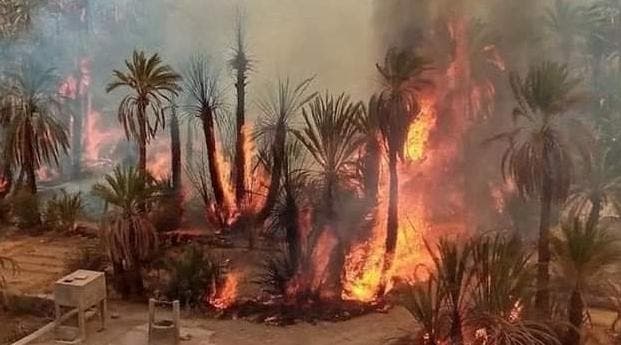 طاطا: بسبب حريق.. إتلاف هكتارات من النخيل بواحة “أكرض”