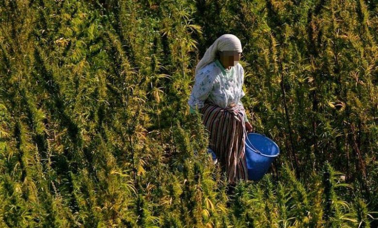 عفو ملكي عن مدانين في قضايا زراعة القنب الهندي عفو ملكي عن مدانين في قضايا زراعة القنب الهندي
