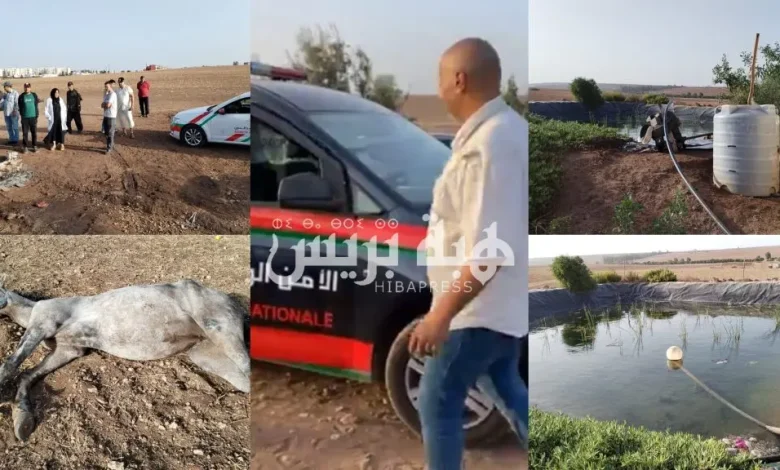 نفوق ستة خيول ونقل شخصين إلى المستعجلات يستنفران السلطات بسطات